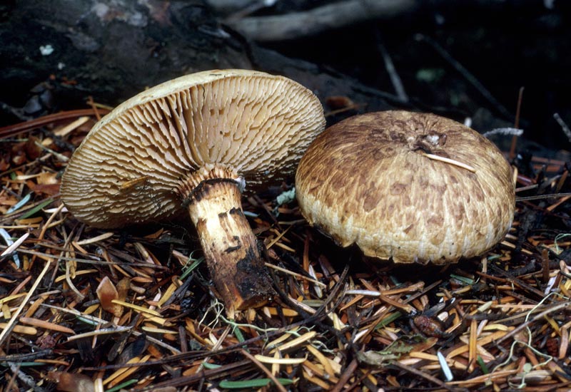 Neolentinus lepideus